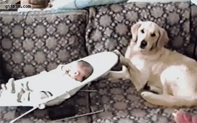 Dog rocking a baby bouncer — a bouncer that also does babysitting